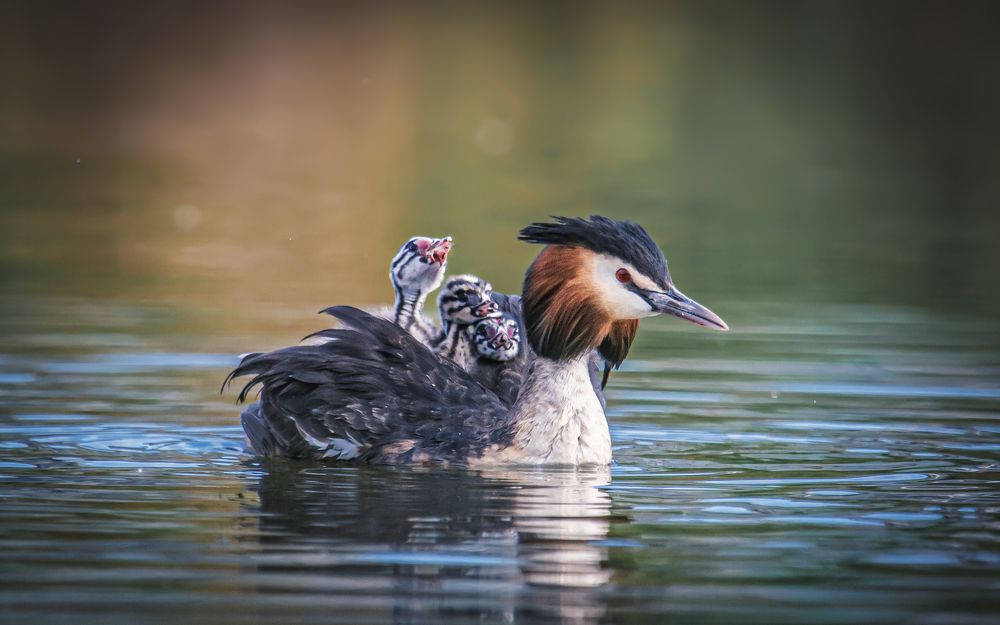 Юные пассажиры