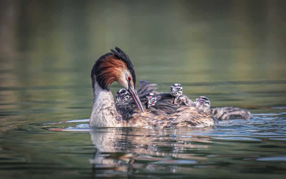 Безбилетники