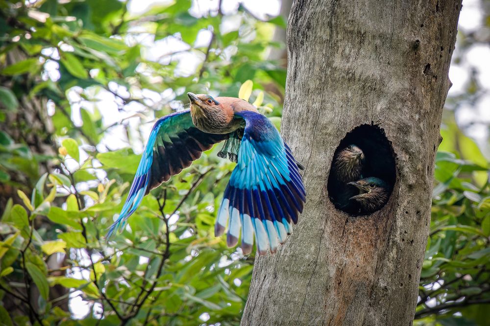 Фотография автора Pramit Karmakar