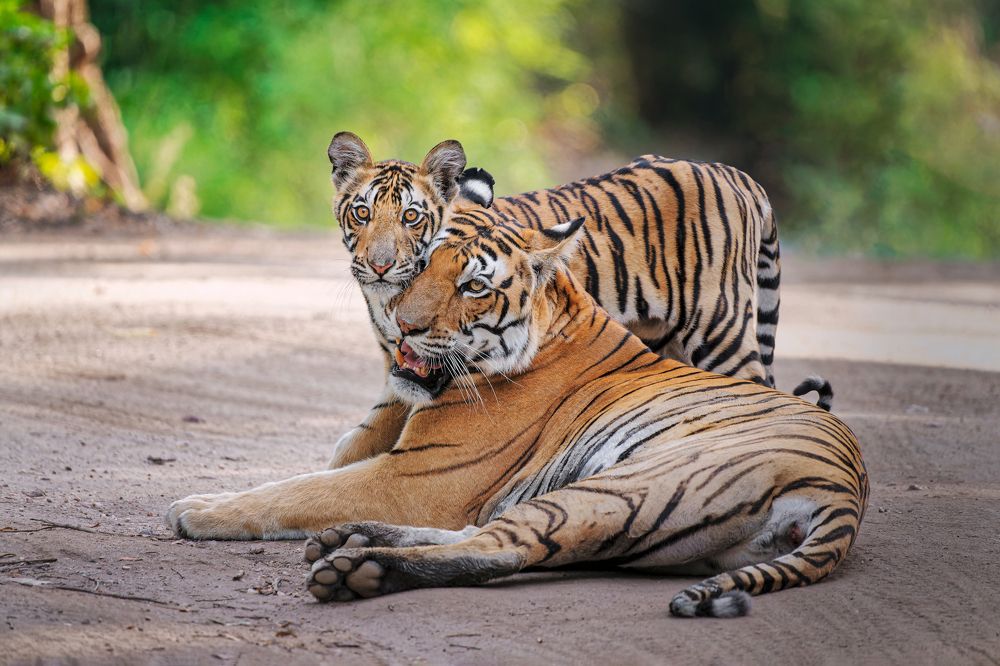 Фотография автора Pramit Karmakar