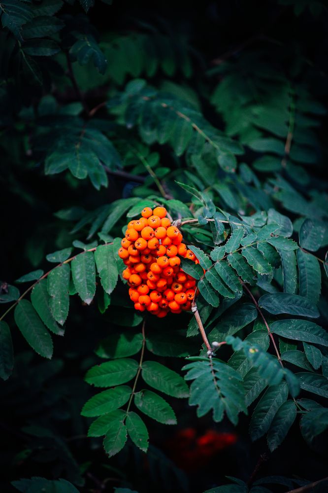 Photograph by Афанасьев Сергей