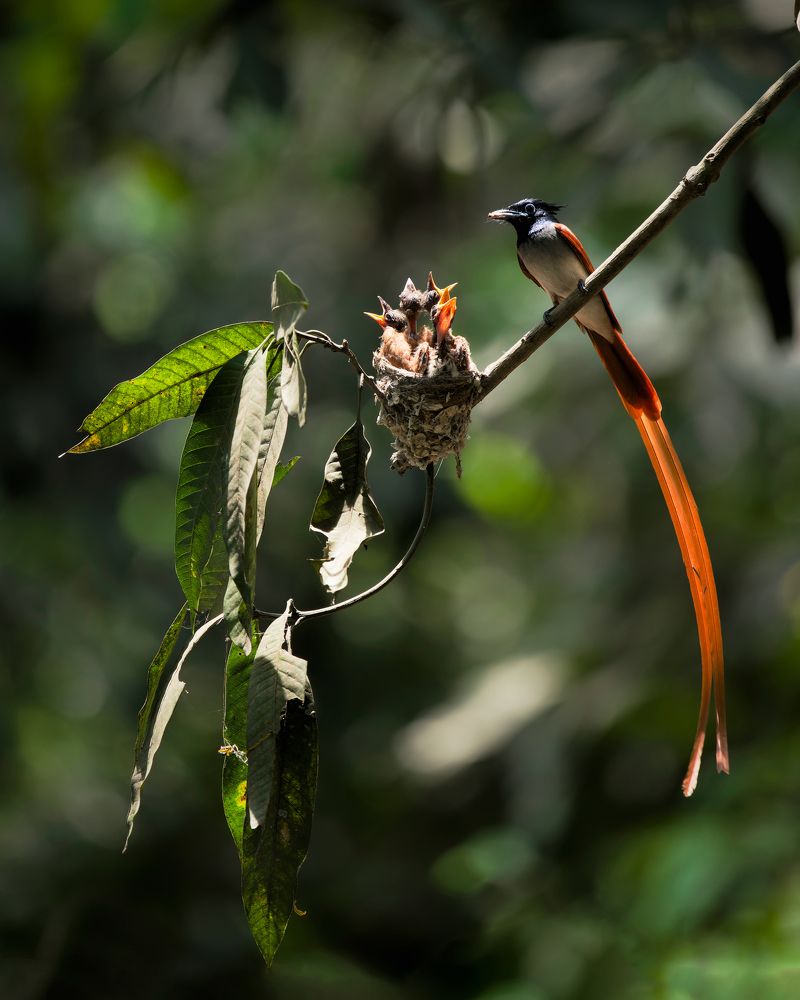 Фотография автора Pramit Karmakar