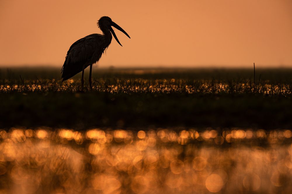 Фотография автора Pramit Karmakar