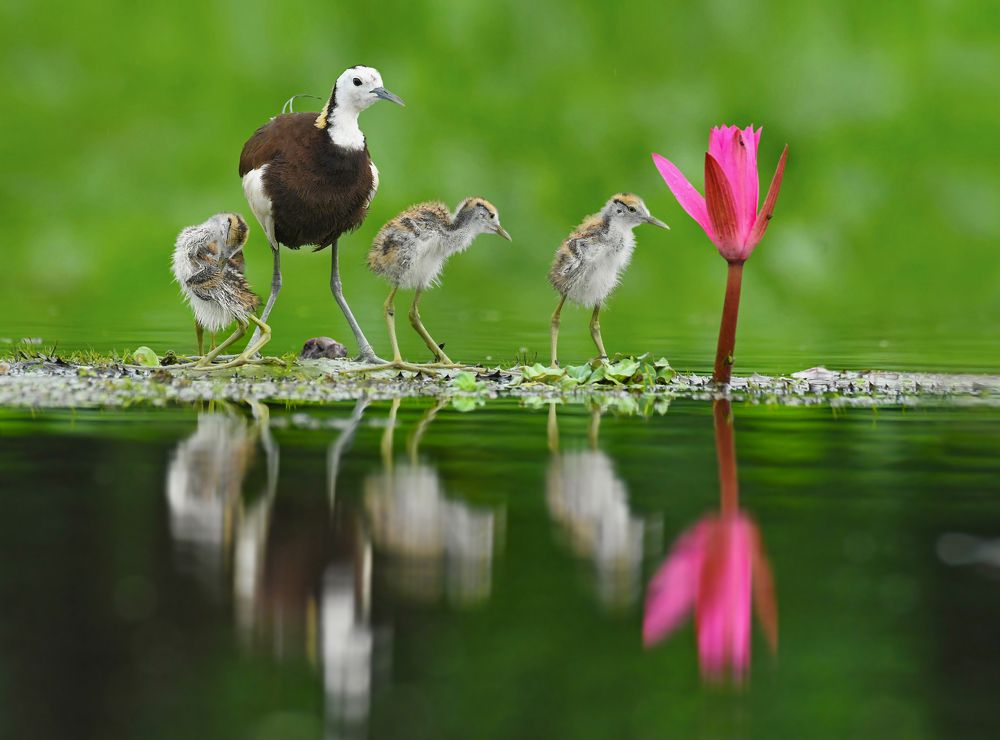 Pheasant-tailed jacana with Chicks