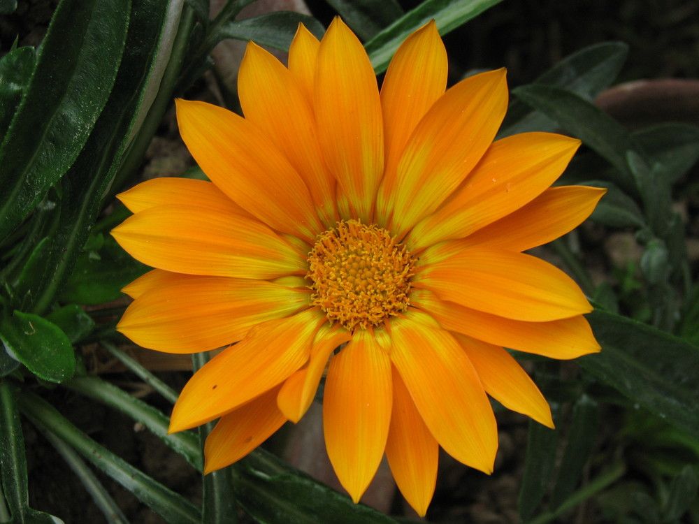 Photograph by SURAJIT SARKAR