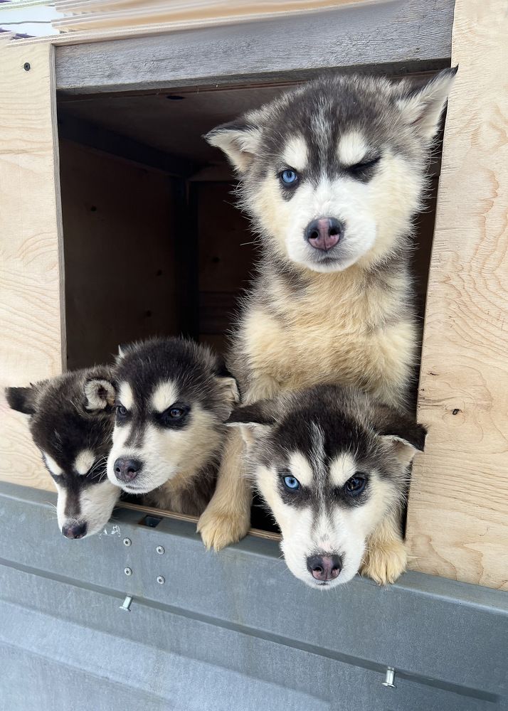 Лайки // Huskies