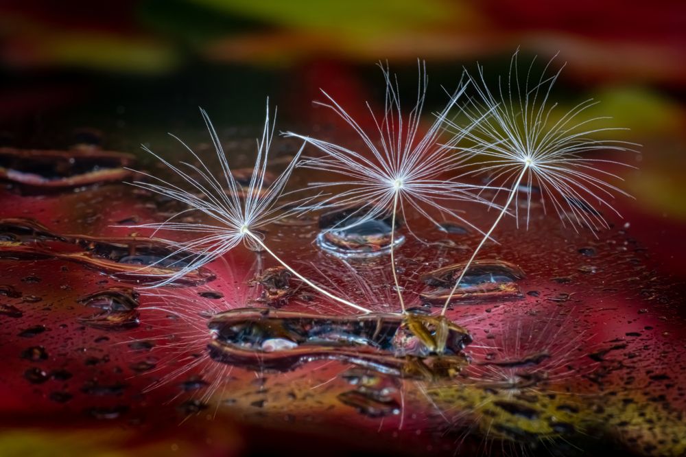 Photograph by Николай Фонарёв