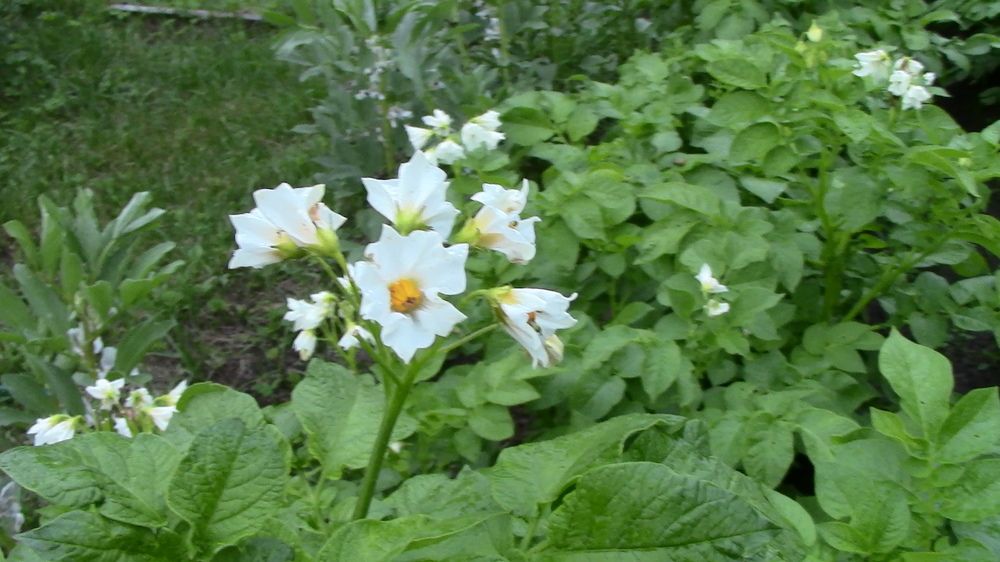 Photograph by Ирина Степановна Азаренкова