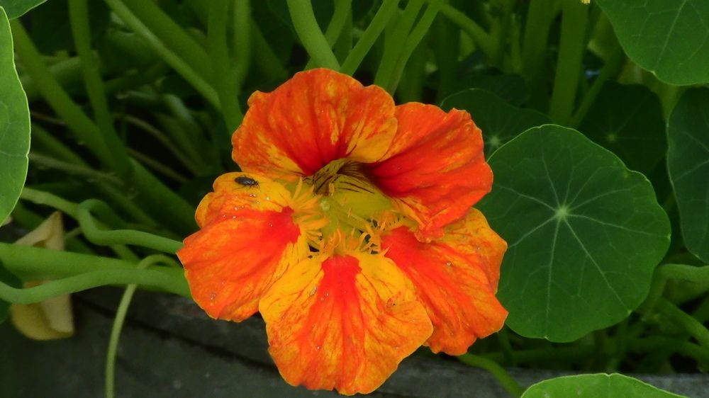 Photograph by Ирина Степановна Азаренкова