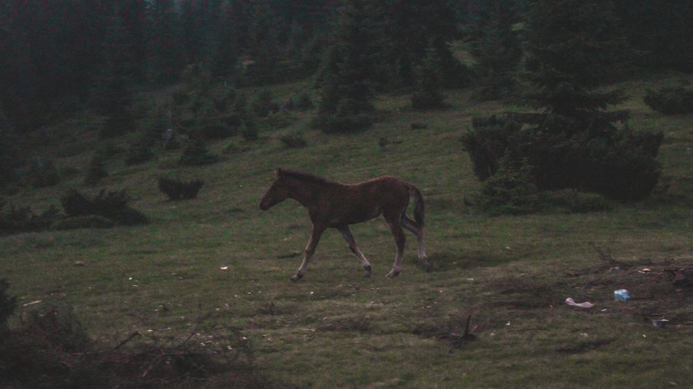 Photograph by Bohdan Nahirnyj