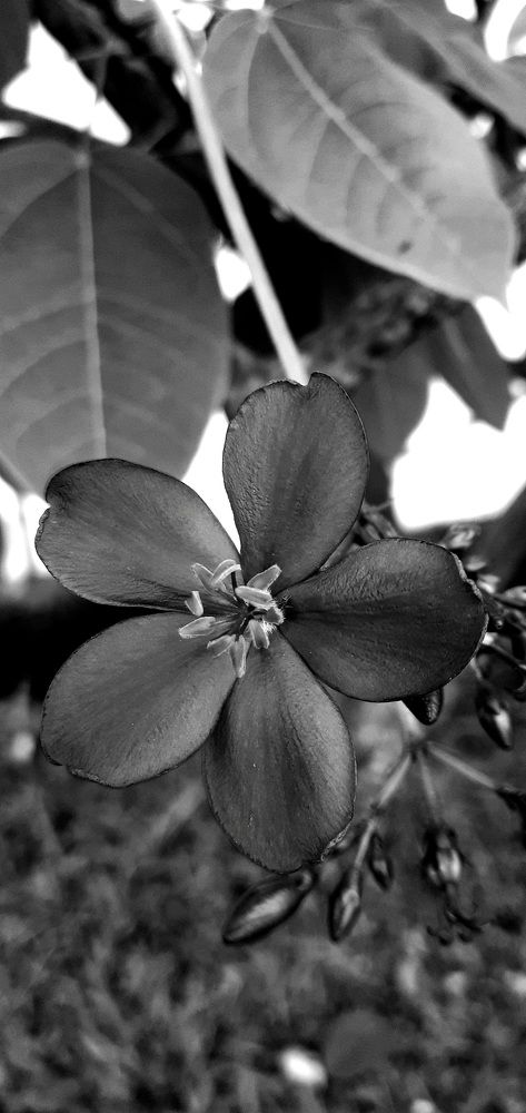 Photograph by FELOMINA ENDEREZ