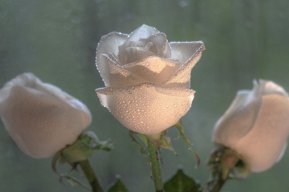 Photograph by Александр Попов