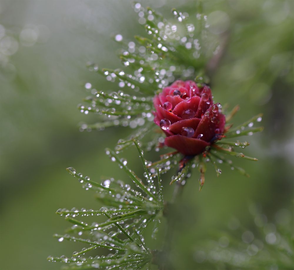 Photograph by Евгения Левина