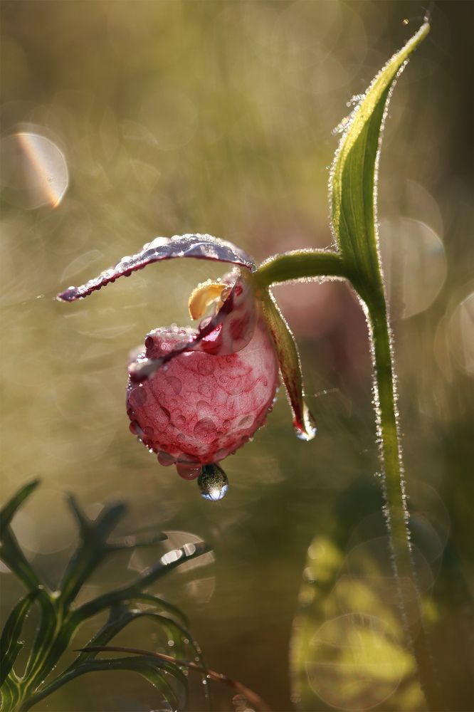 Photograph by Евгения Левина