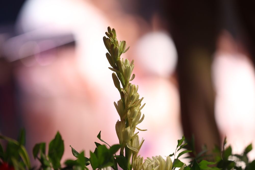 Photograph by Krunal PATEL