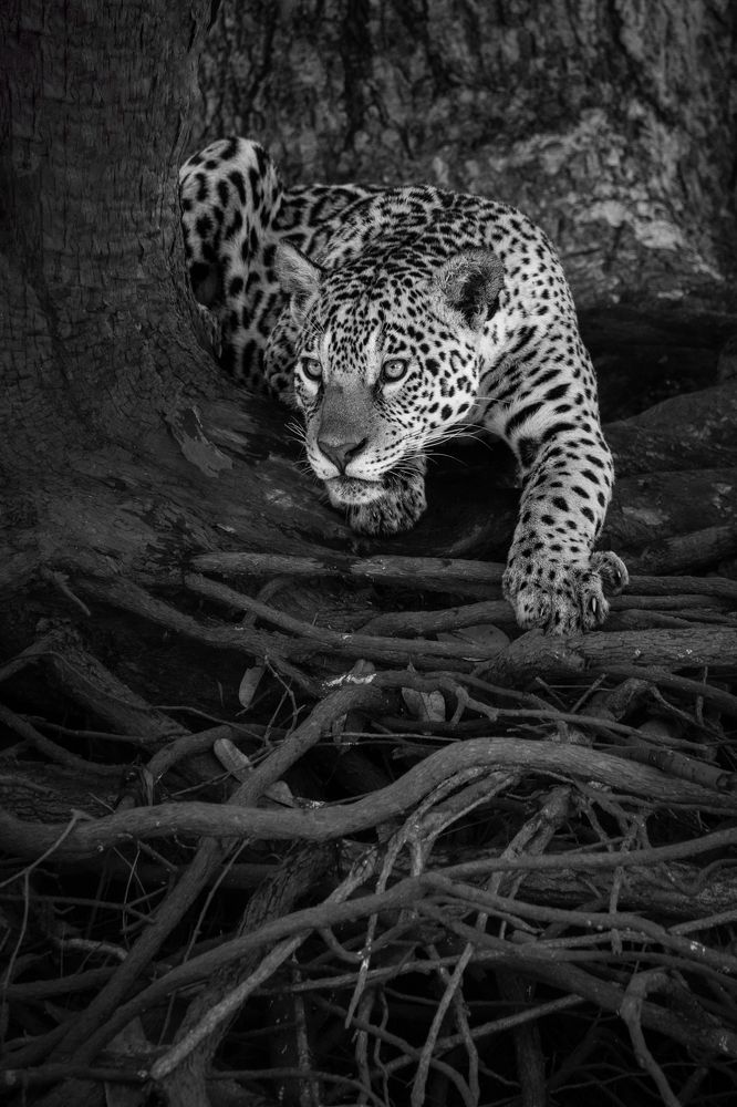 Photograph by Ricardo Ferreira