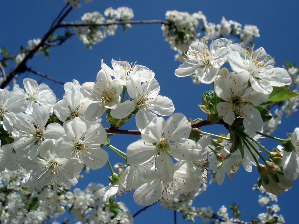 Photograph by София Гавриловна Вотякова