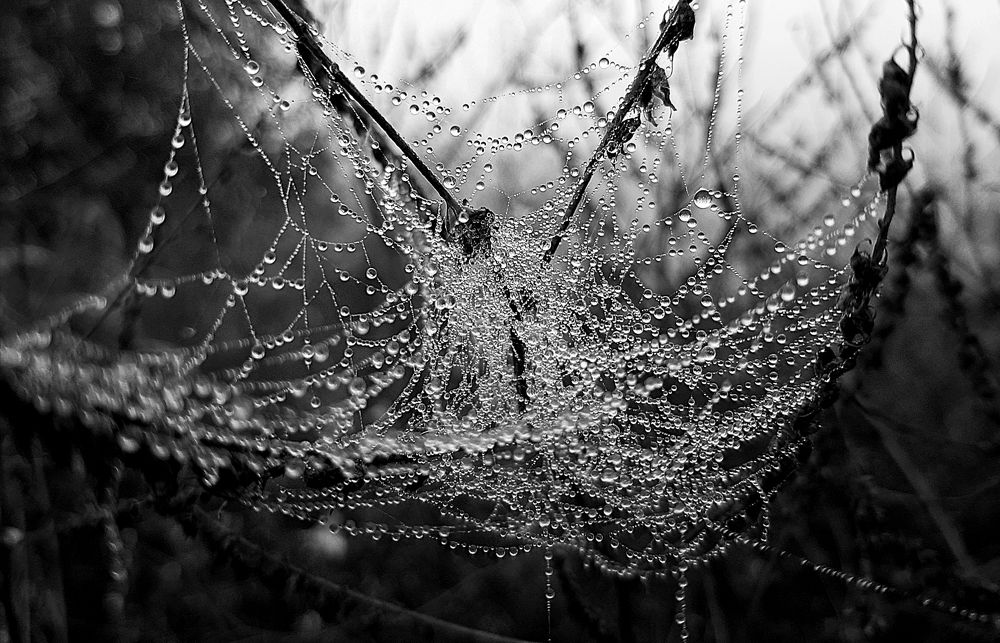 Роса на паутинке