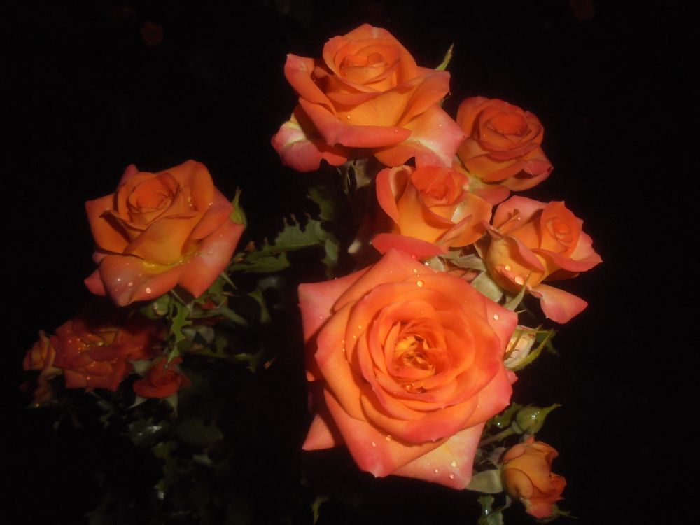 Морковные розы.