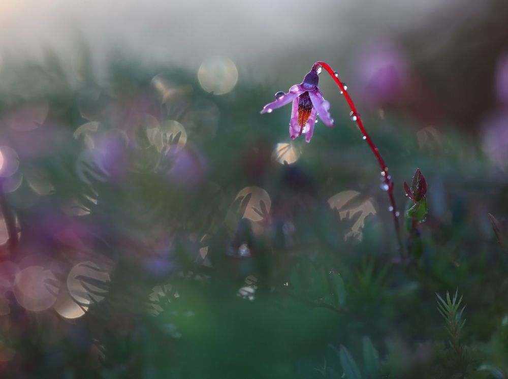 Клюква цветет