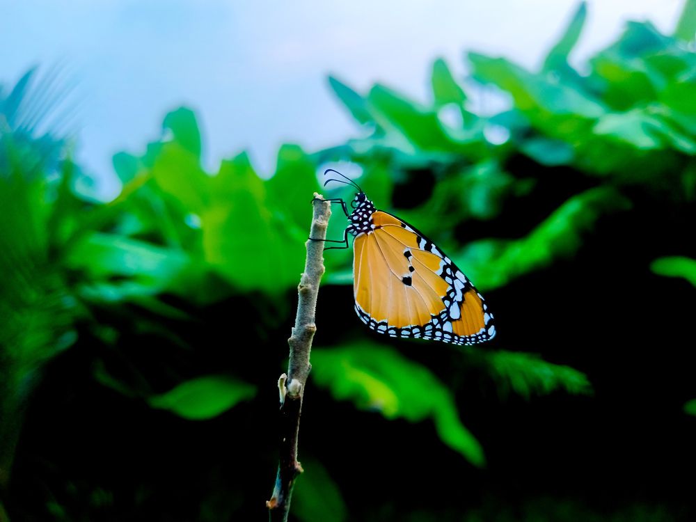 Фотография автора Rajvardhan Singh