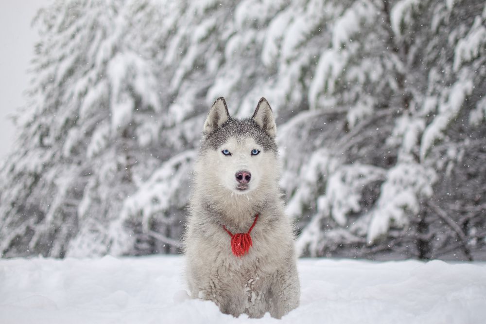 Фотография автора Климова Мария