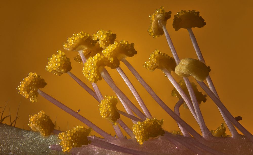 Photograph by Boris Bekelman