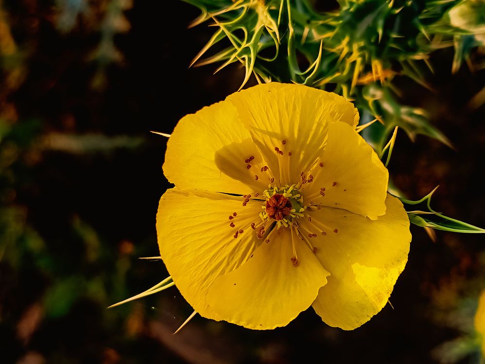 Фотография автора Rajvardhan Singh