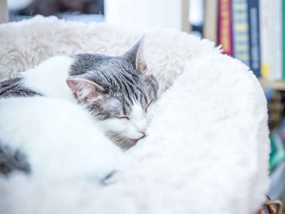 Photograph by Алексей Еремеев