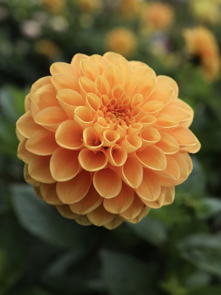 Photograph by Ирина Серегина