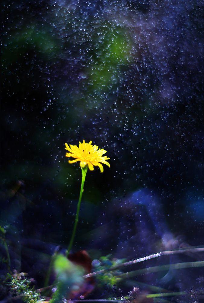 Photograph by Светлана Карнаух