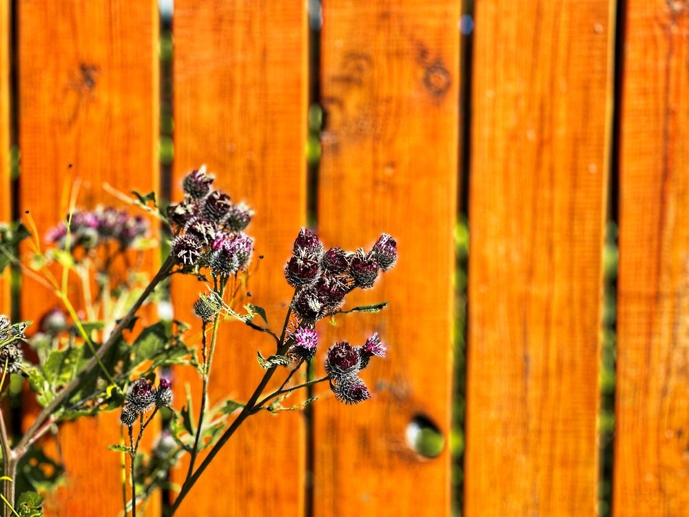 Photograph by Елена Брижеватая