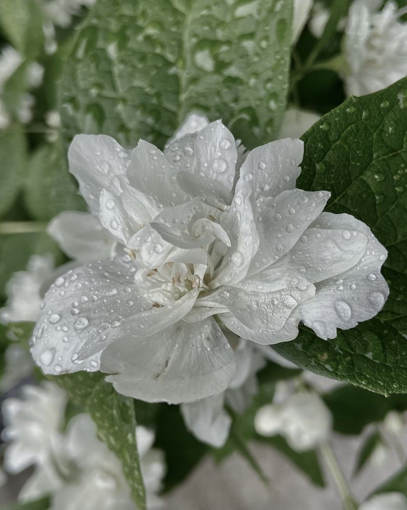 Photograph by Светлана Станевич