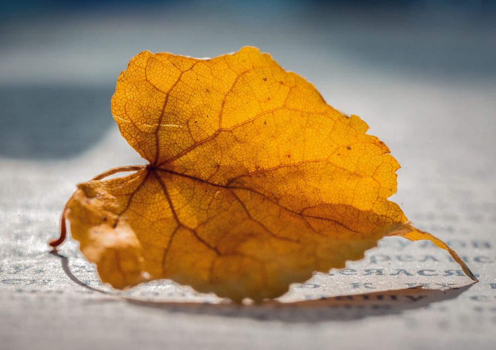 Photograph by Ольга Остапенко