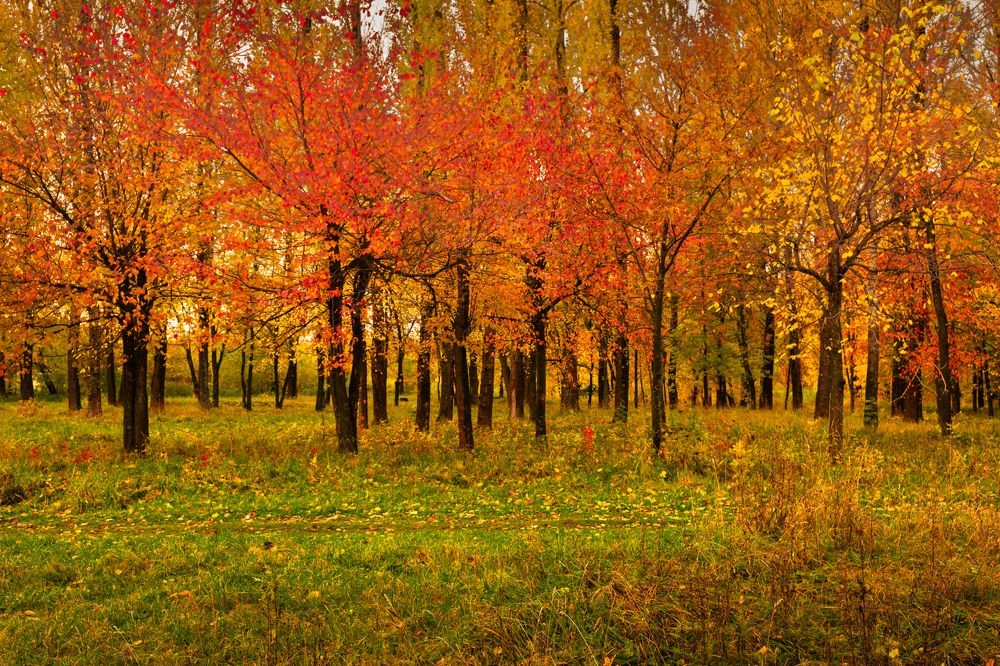 Фотография автора Вячеслав Коробов