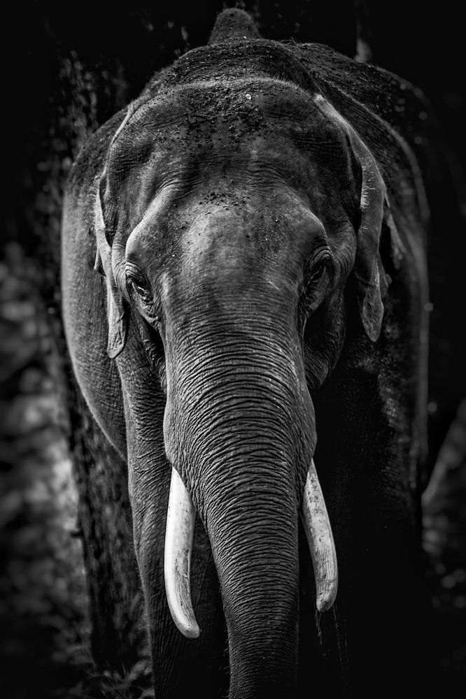 Photograph by SARAVANA MANICKAM