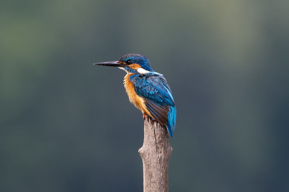 Photograph by Александр Перегудов