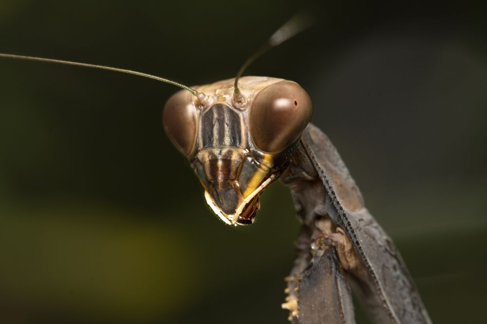 Mantis Mediterránea