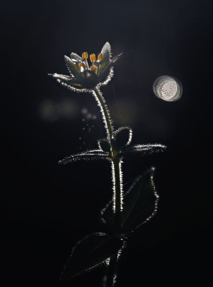 Photograph by Баранов Олег