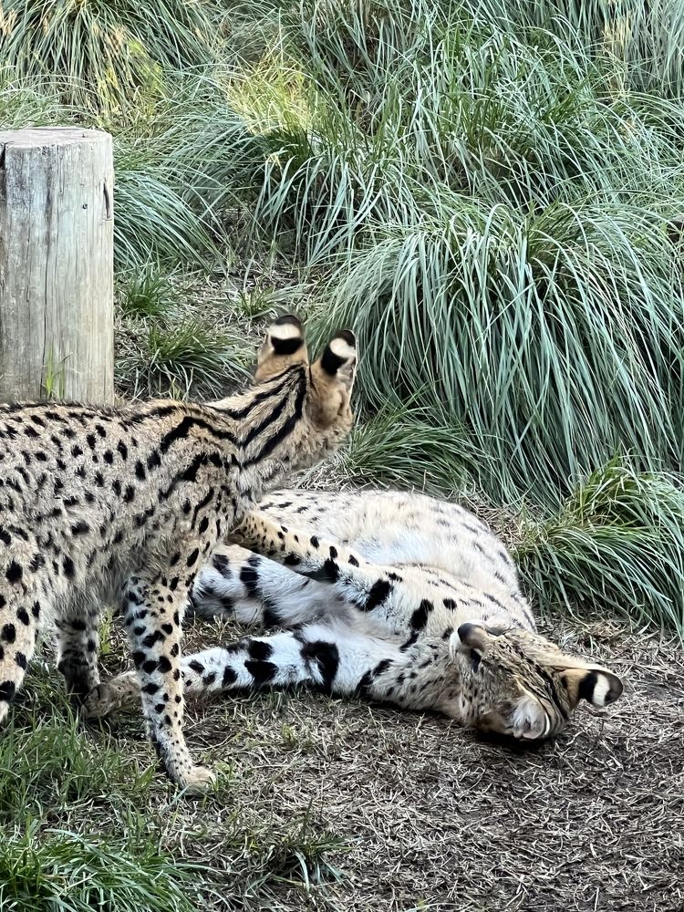 Photograph by Alexander Edward Linford Child