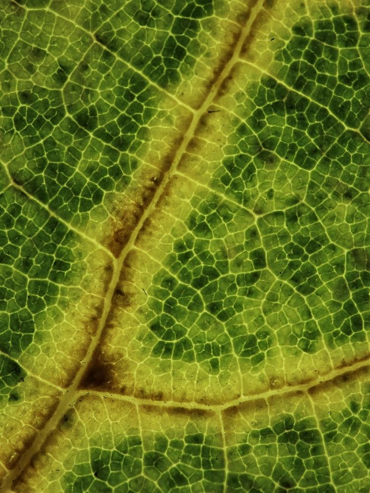 Photograph by Ирина Корабельникова