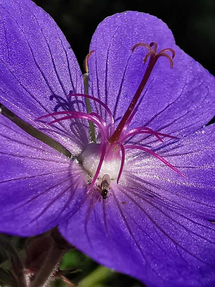 Photograph by Чкареули Светлана