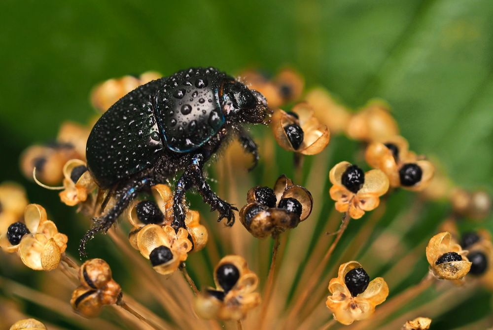 За лакомством.
