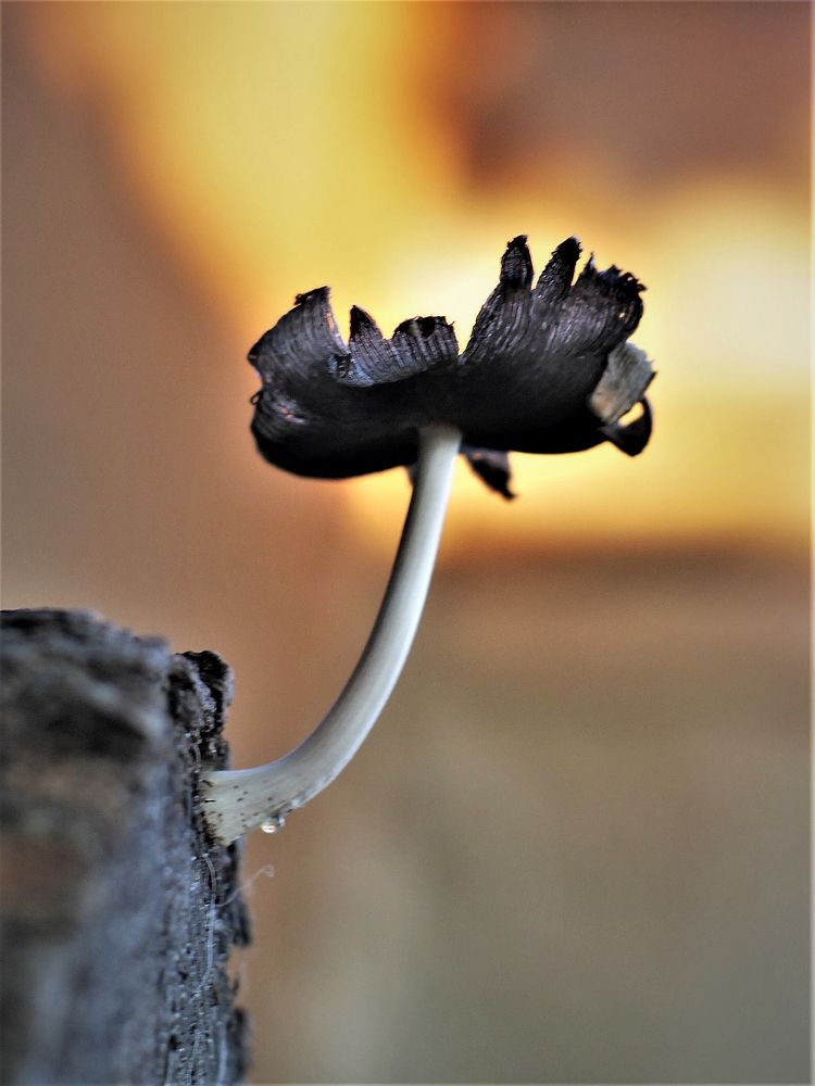 Фотография автора Таня Долгушева