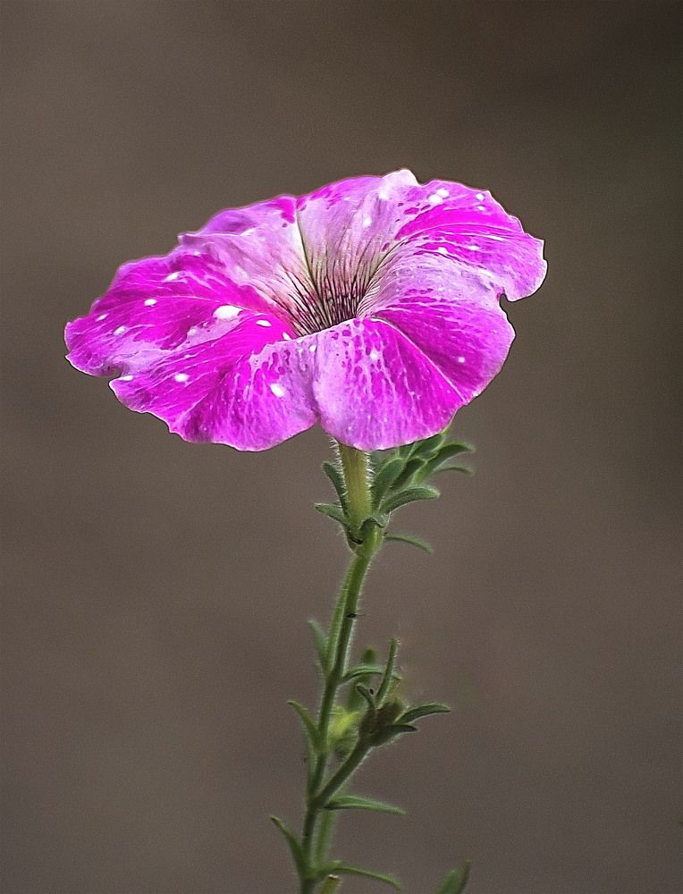 Photograph by Сергей