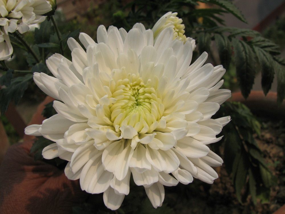 Photograph by SURAJIT SARKAR