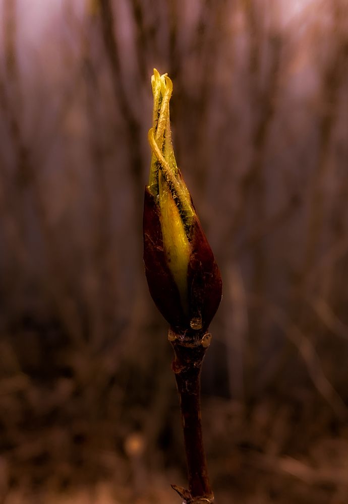 Photograph by Алина Шорина