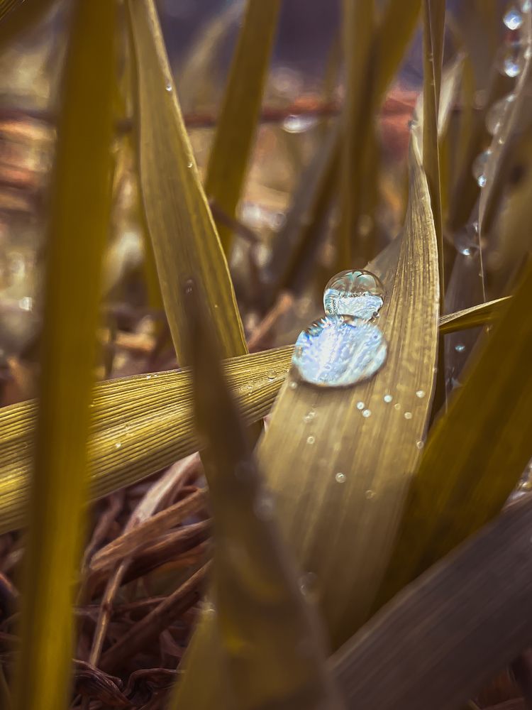 Photograph by Алина Шорина