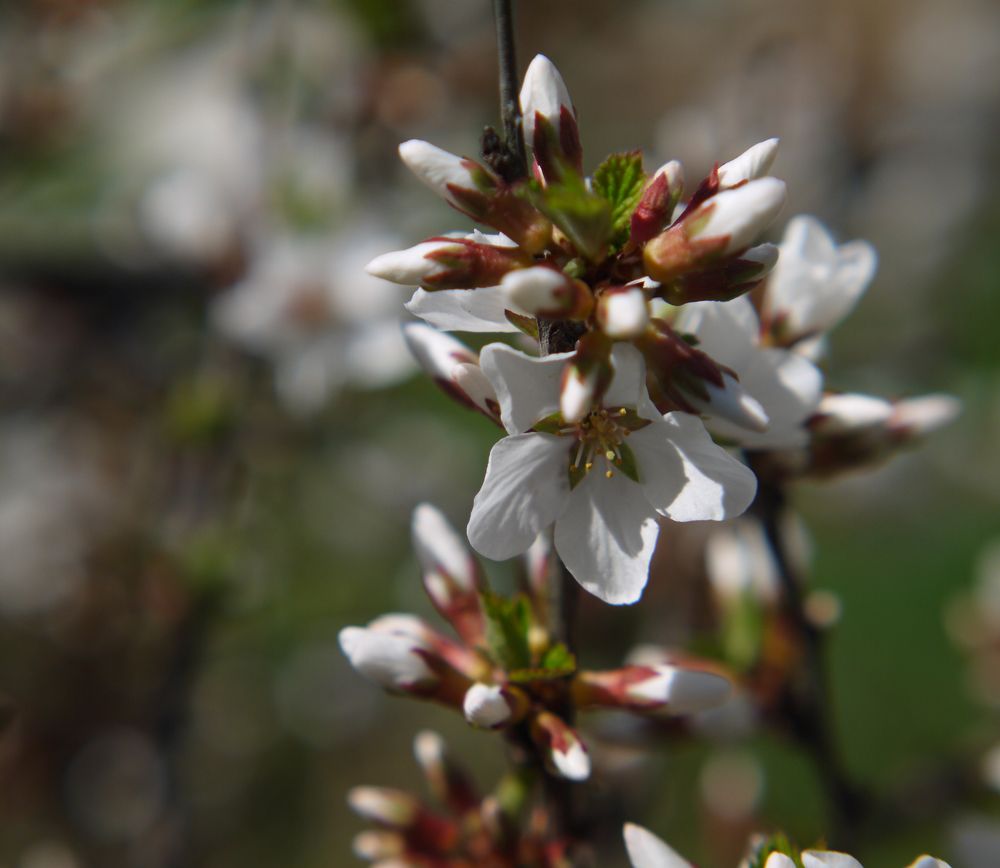 Photograph by Баженова Наталья