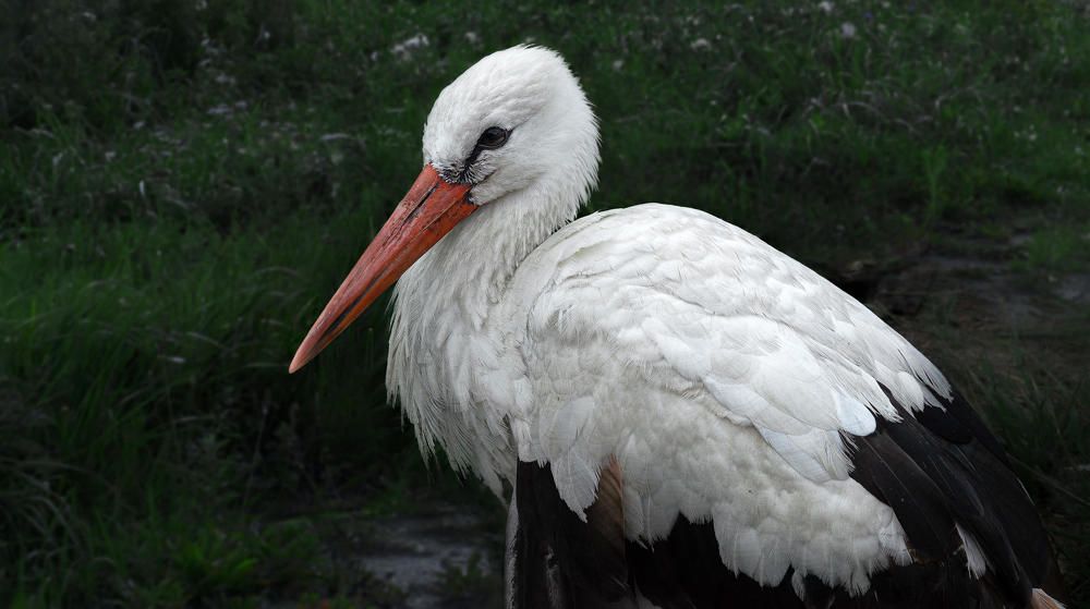 Photograph by Полина Хрол